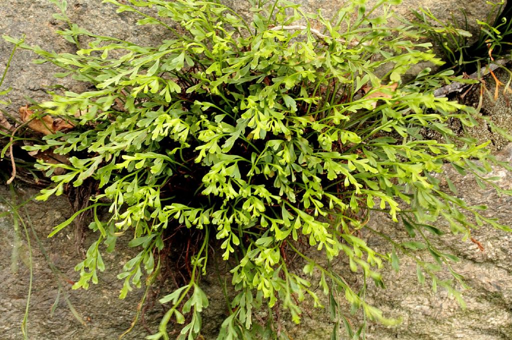 Asplenium x alternifolium?